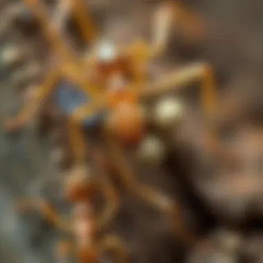 Comparison of tiny white ants with other ant species