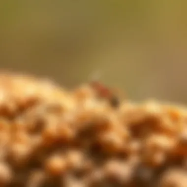 Effective control methods for tiny white ants