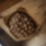 Close-up view of a wasp nest in an attic corner