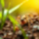 Close-up view of a wolf spider in natural habitat