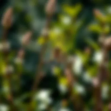 Wolf spider building a web in a garden