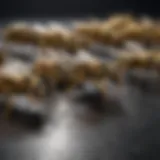 Close-up view of yellow jackets on a surface