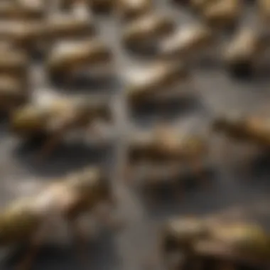 Identifying Yellow Jackets Infographic on identifying yellow jackets vs other wasps