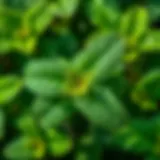 Close-up of peppermint leaves showing their natural oils