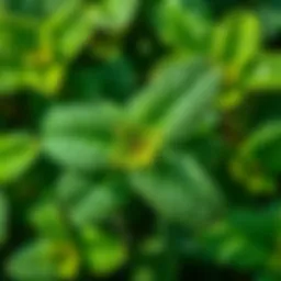 Close-up of peppermint leaves showing their natural oils