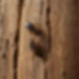 Close-up view of a western termite infestation in wood