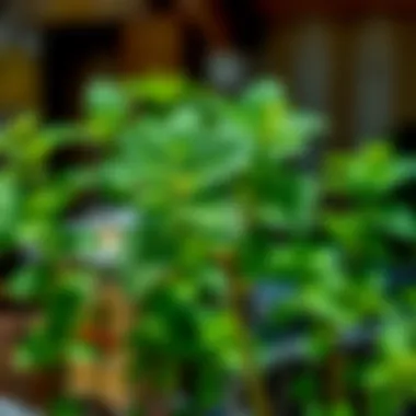 Online shopping for peppermint spray